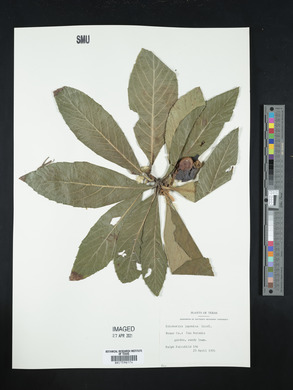 Eriobotrya japonica image