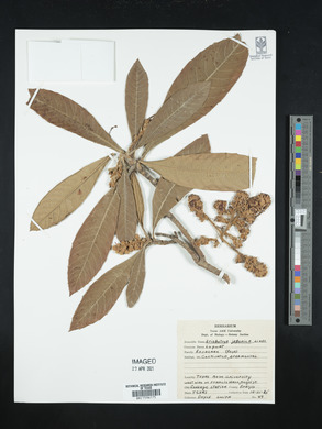 Eriobotrya japonica image