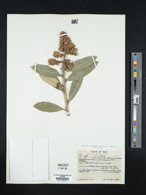 Eriobotrya japonica image