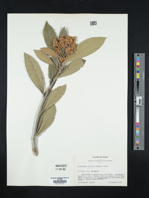 Eriobotrya japonica image