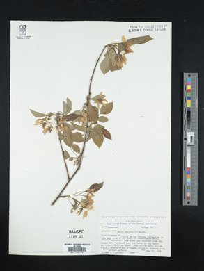 Malus baccata image