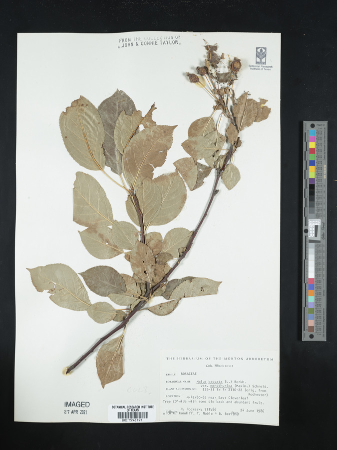 Malus mandshurica image