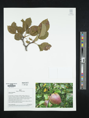 Malus pumila image