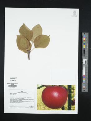 Malus pumila image