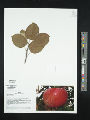 Malus pumila image
