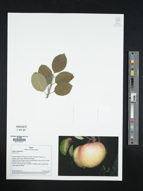 Malus pumila image