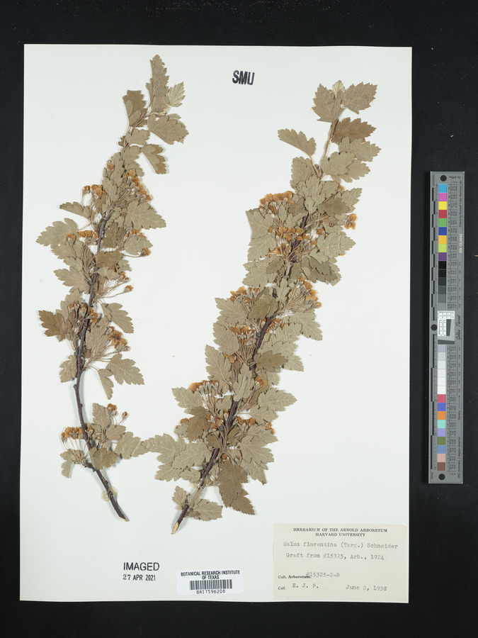 Malus florentina image