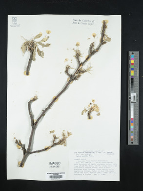 Malus pumila image