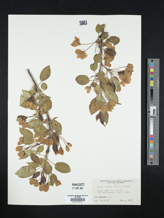 Malus robusta image