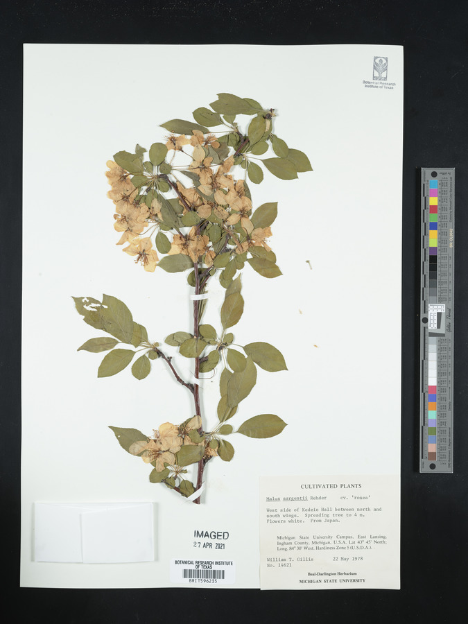 Malus sargentii image