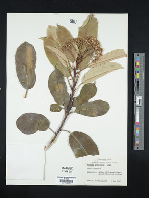 Image Associated With the Occurence
