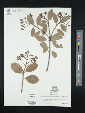 Photinia beauverdiana image
