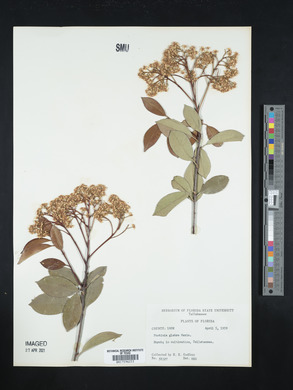 Photinia glabra image