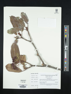 Photinia serrulata image