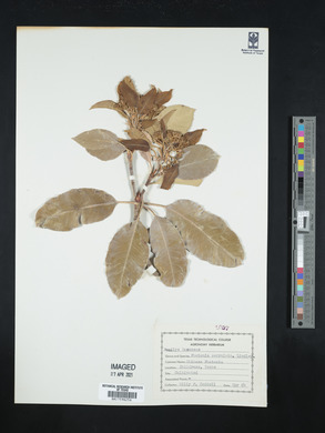 Photinia serrulata image