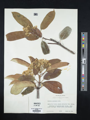 Photinia serrulata image