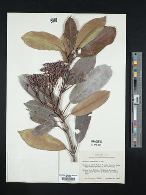 Photinia serrulata image