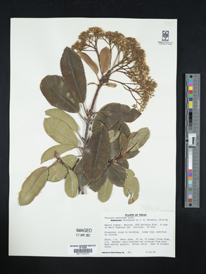 Photinia serrulata image