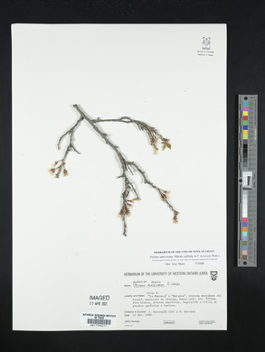 Prunus mexicana image