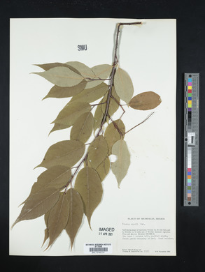 Prunus capuli image