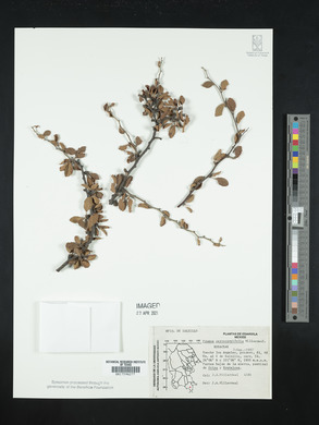 Prunus cercocarpifolia image