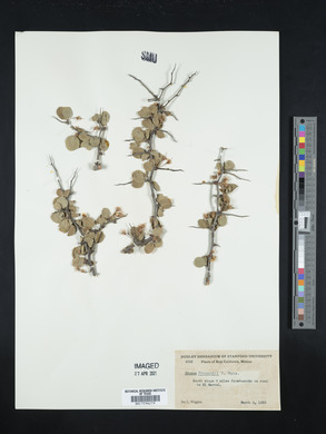 Prunus fremontii image