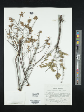 Prunus microphylla image