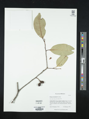 Prunus tetradenia image