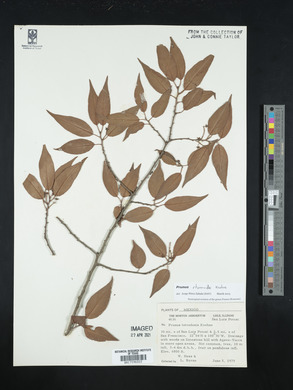 Prunus tetradenia image