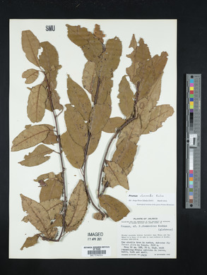 Prunus rhamnoides image