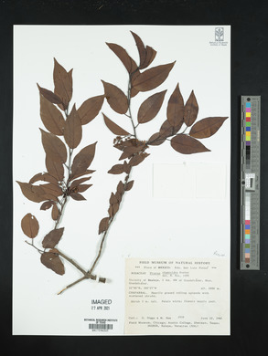 Prunus rhamnoides image