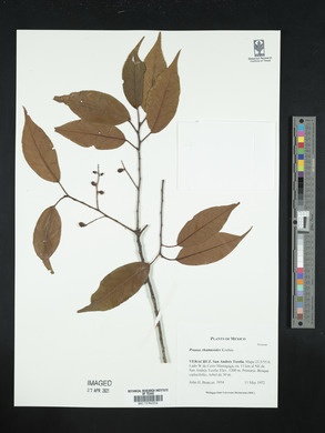 Prunus rhamnoides image