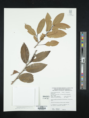 Prunus tetradenia image