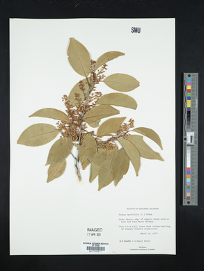 Prunus myrtifolia image