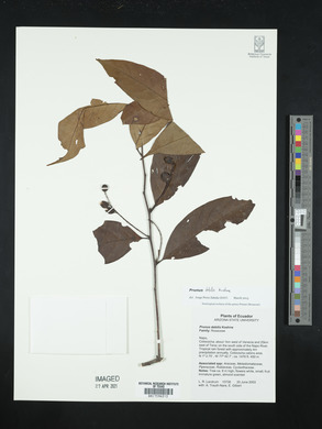 Prunus debilis image