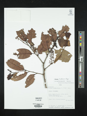 Prunus integrifolia image