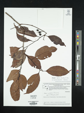 Prunus myrtifolia image