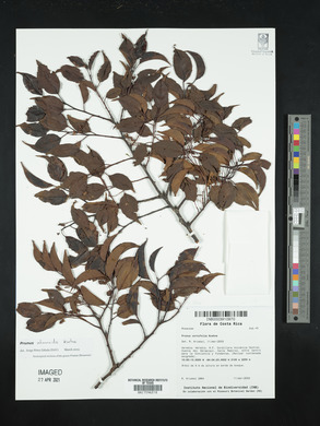 Prunus rhamnoides image