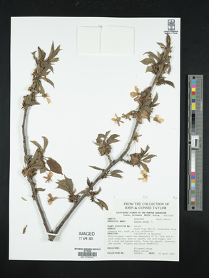 Prunus avium image