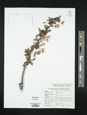 Prunus avium image