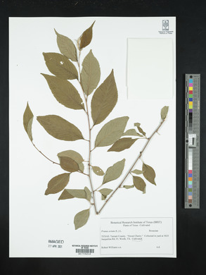 Prunus avium image