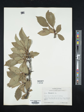 Prunus cerasus image