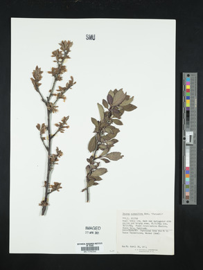 Prunus cerasifera image