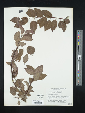 Prunus cerasifera image