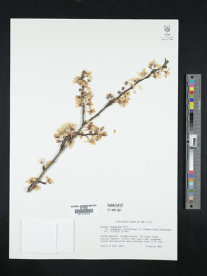 Prunus cerasifera image