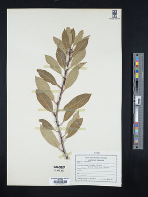 Prunus cerasus image