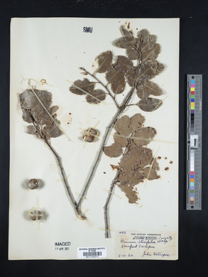 Prunus ilicifolia image