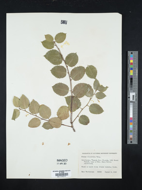 Prunus ilicifolia image