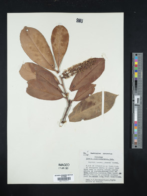 Prunus laurocerasus image