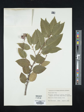 Prunus lyonii image